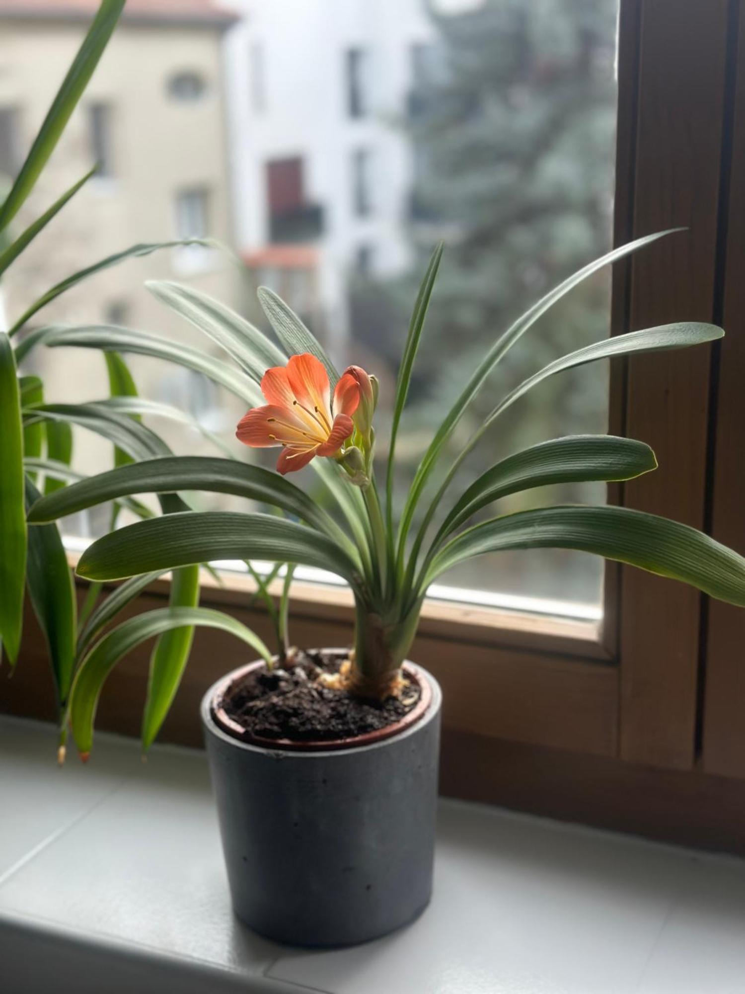 City Center Apartman Дьор Екстериор снимка